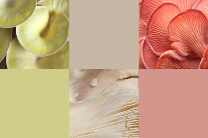 Seitlinge Austernpilz inspirierende Farben Oyster mushrooms in different colors pink golden beige